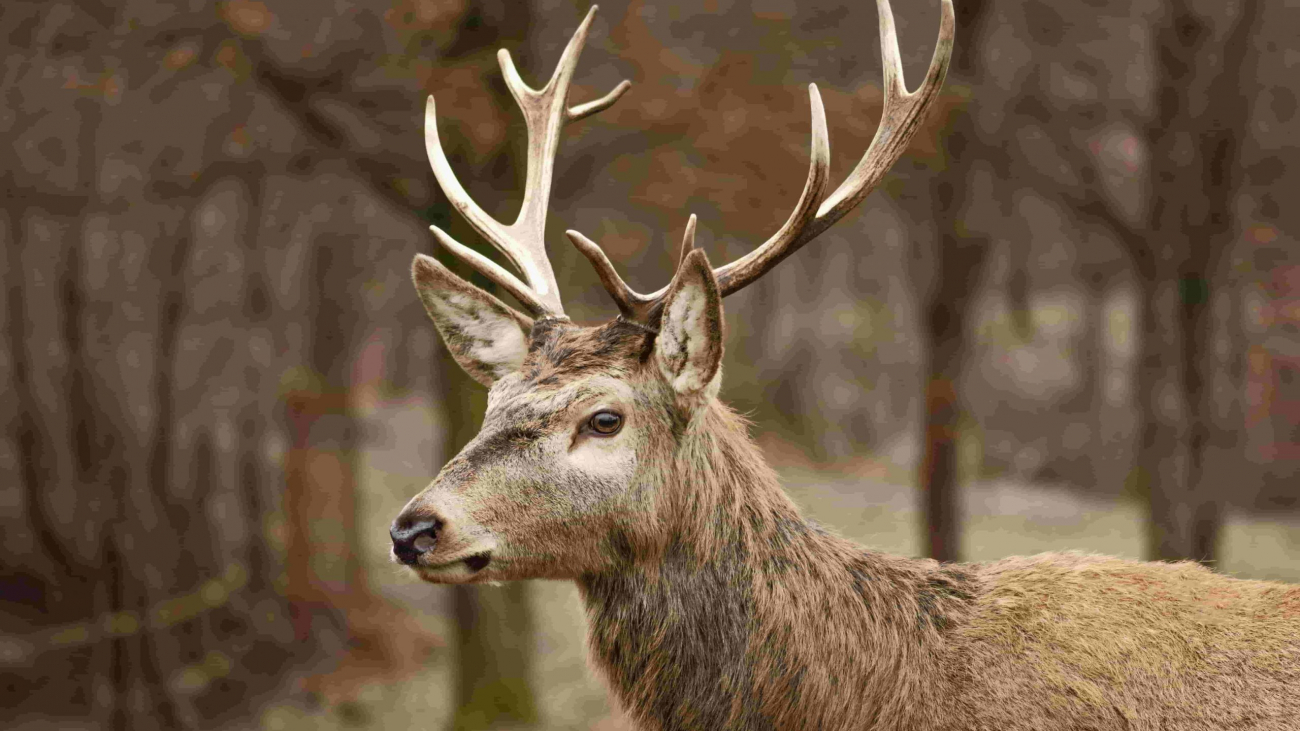 Chase the Seasons Whitetail Hunting Tips for Successful Hunts in Texas