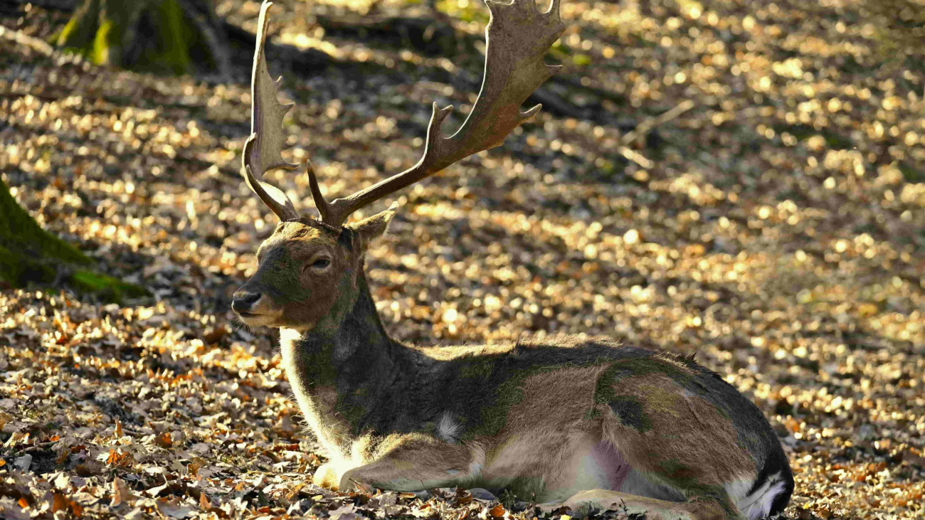 Discover the Thrill of a Perfect Deer Hunt in Texas